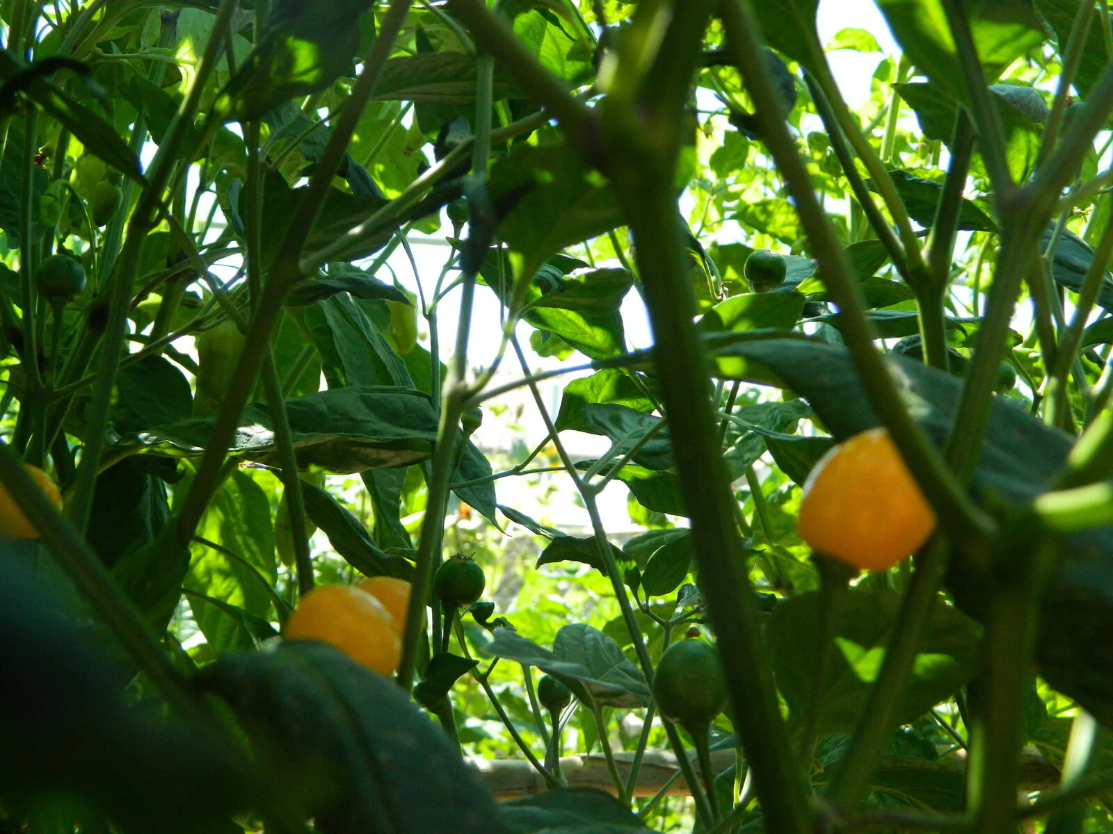 Capezzoli Di Scimmia - Image 3