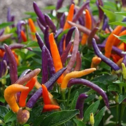 Eureka Chilli Seeds