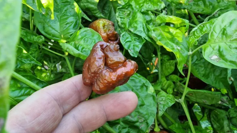 Trinidad Moruga Scorpion Chocolate - Image 5