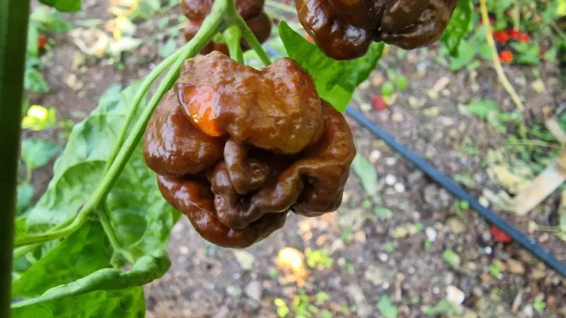 Trinidad Moruga Scorpion Chocolate - Image 4