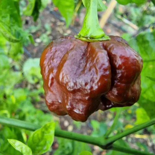 Trinidad Moruga Scorpion Chocolate