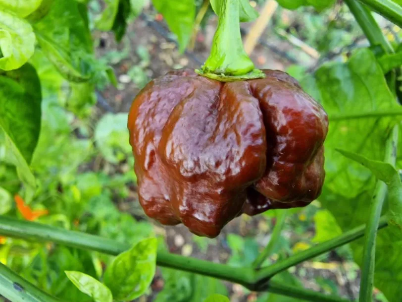 Trinidad Moruga Scorpion Chocolate