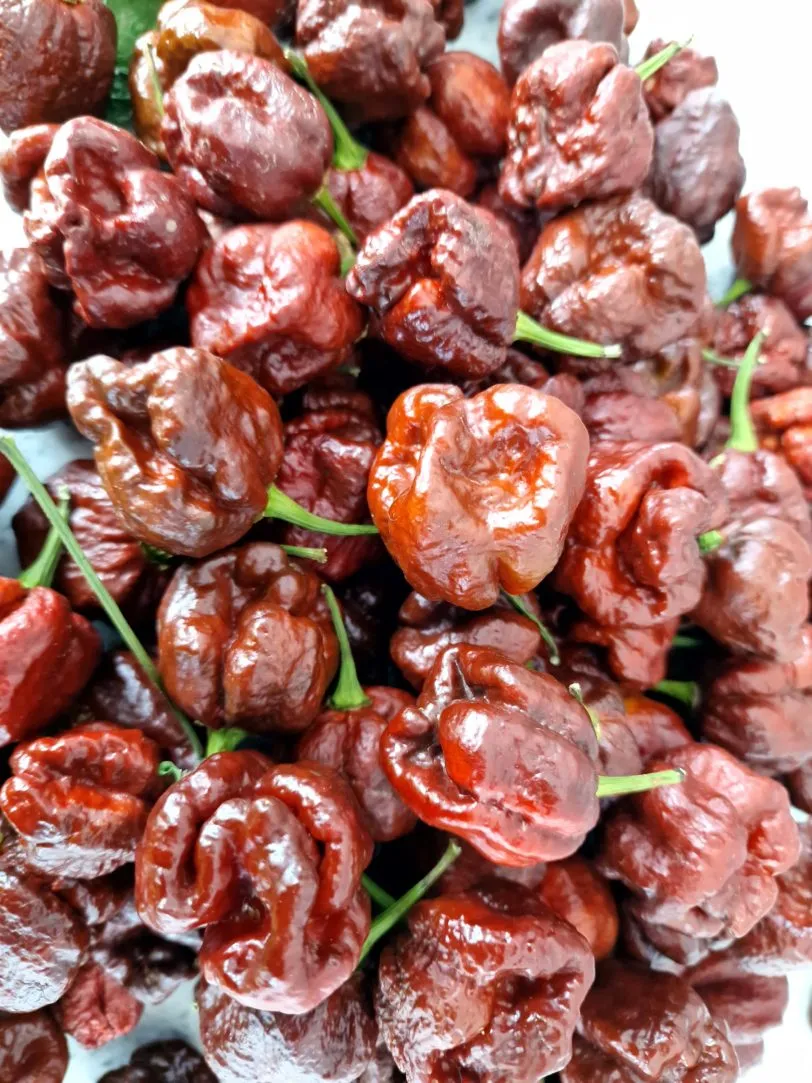 Trinidad Moruga Scorpion Chocolate - Image 3
