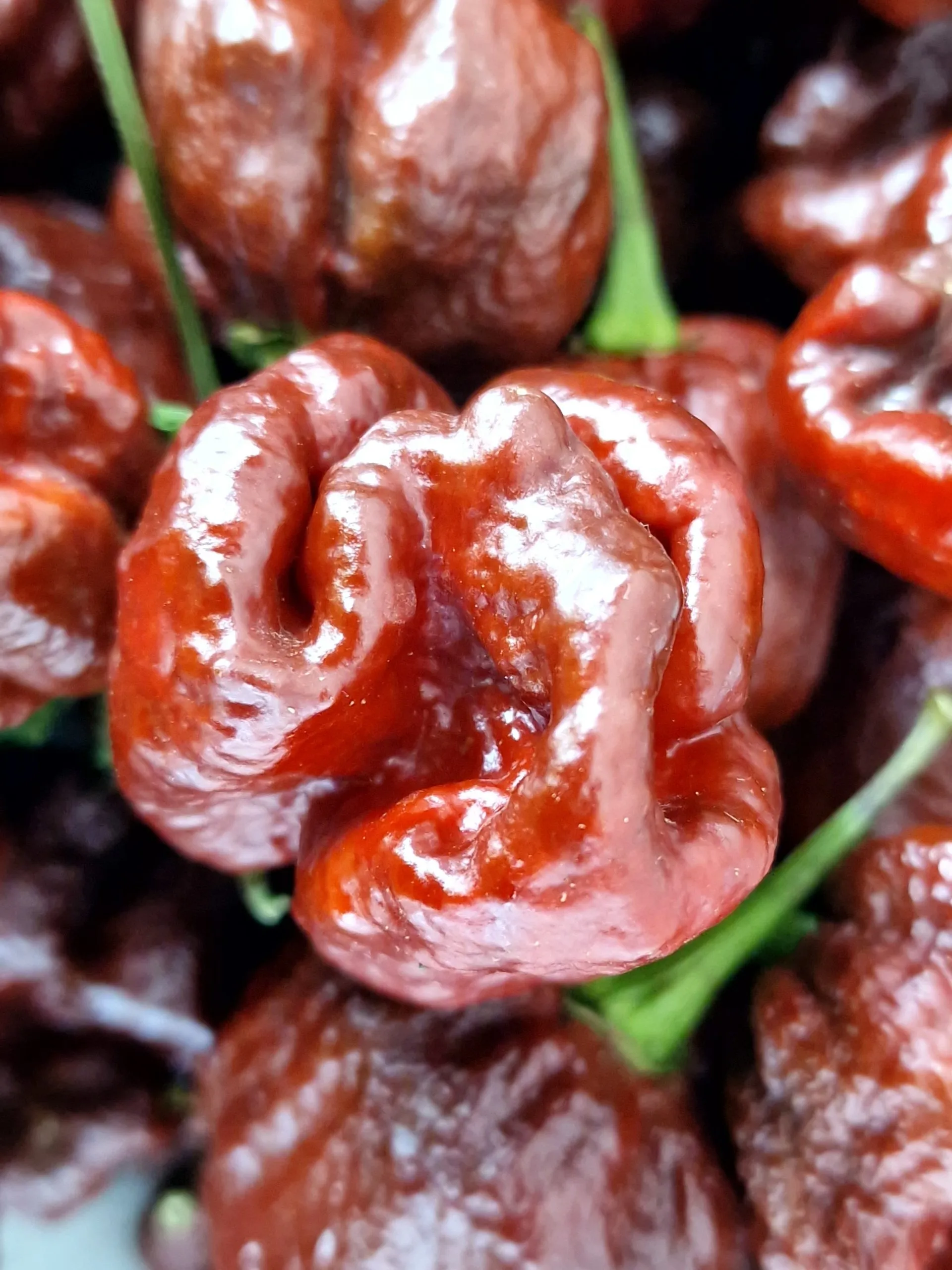 Trinidad Moruga Scorpion Chocolate - Image 2