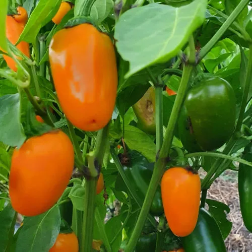 Orange Jalapeno