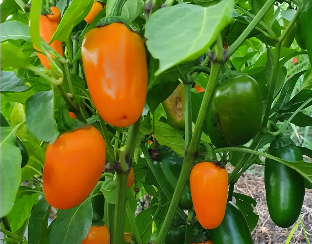 Orange Jalapeno
