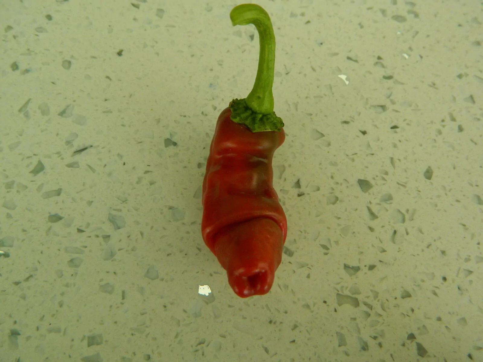 Peters Pepper Chilli Seeds - Image 3