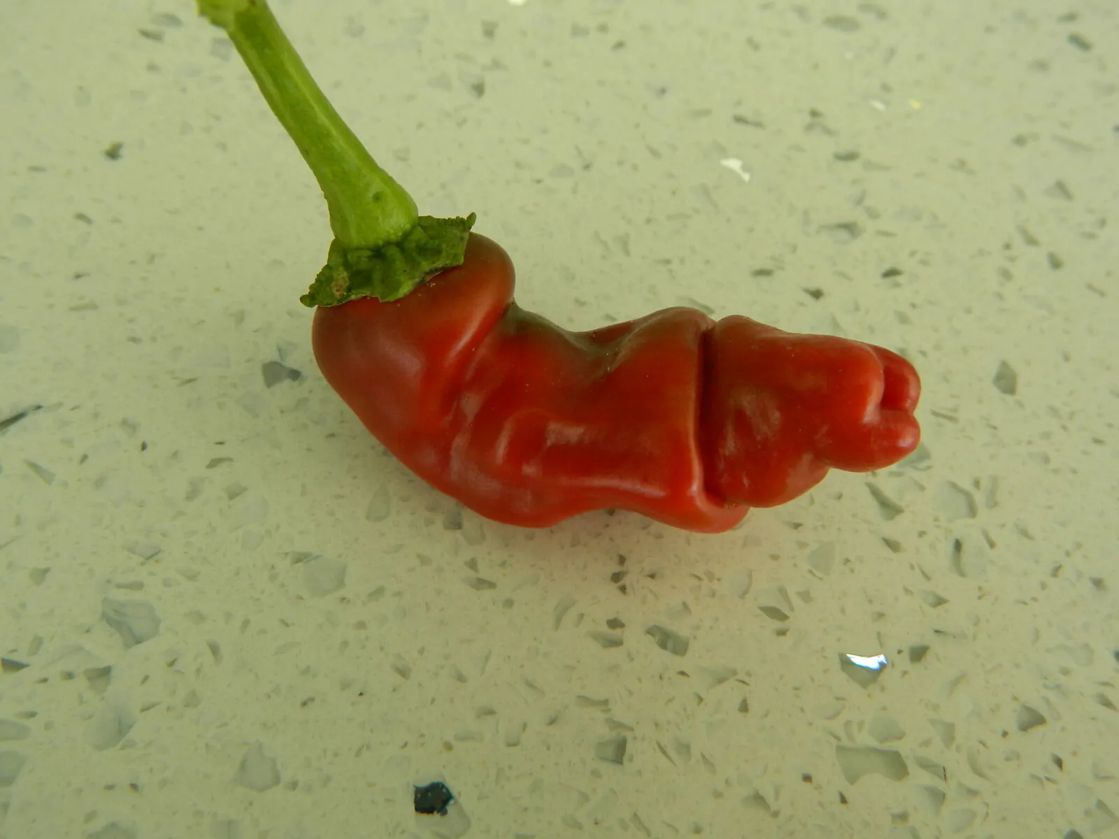 Peters Pepper Chilli Seeds - Image 5