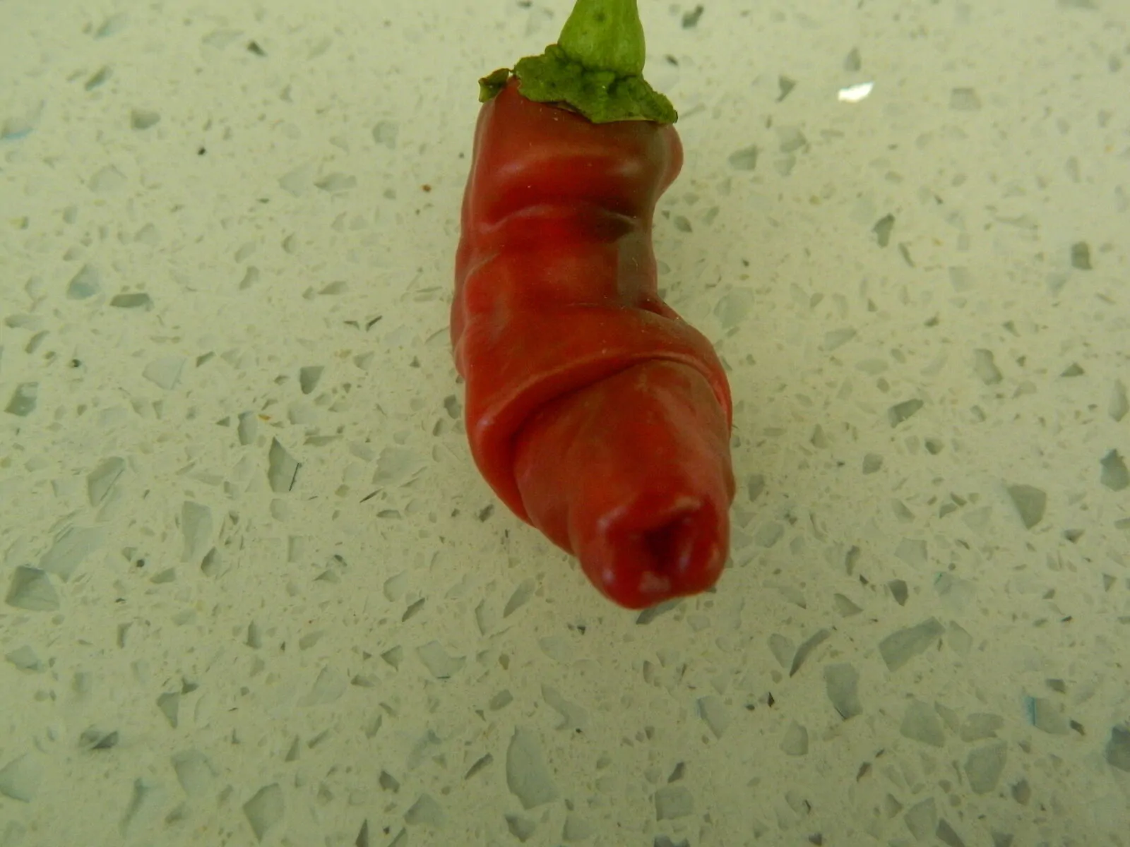 Peters Pepper Chilli Seeds - Image 7