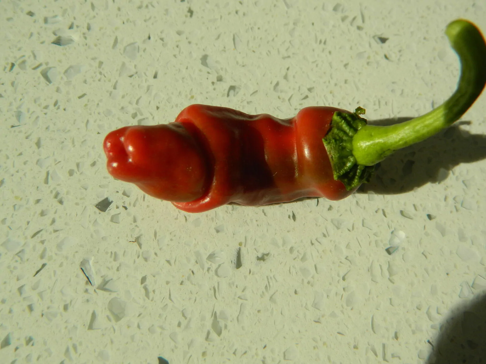 Peters Pepper Chilli Seeds - Image 8