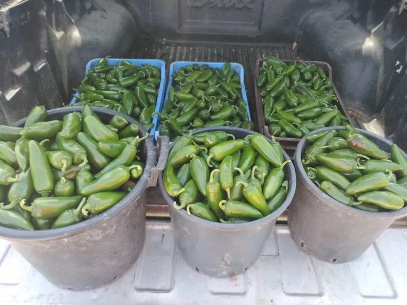 Mammoth Jalapeno - Image 7