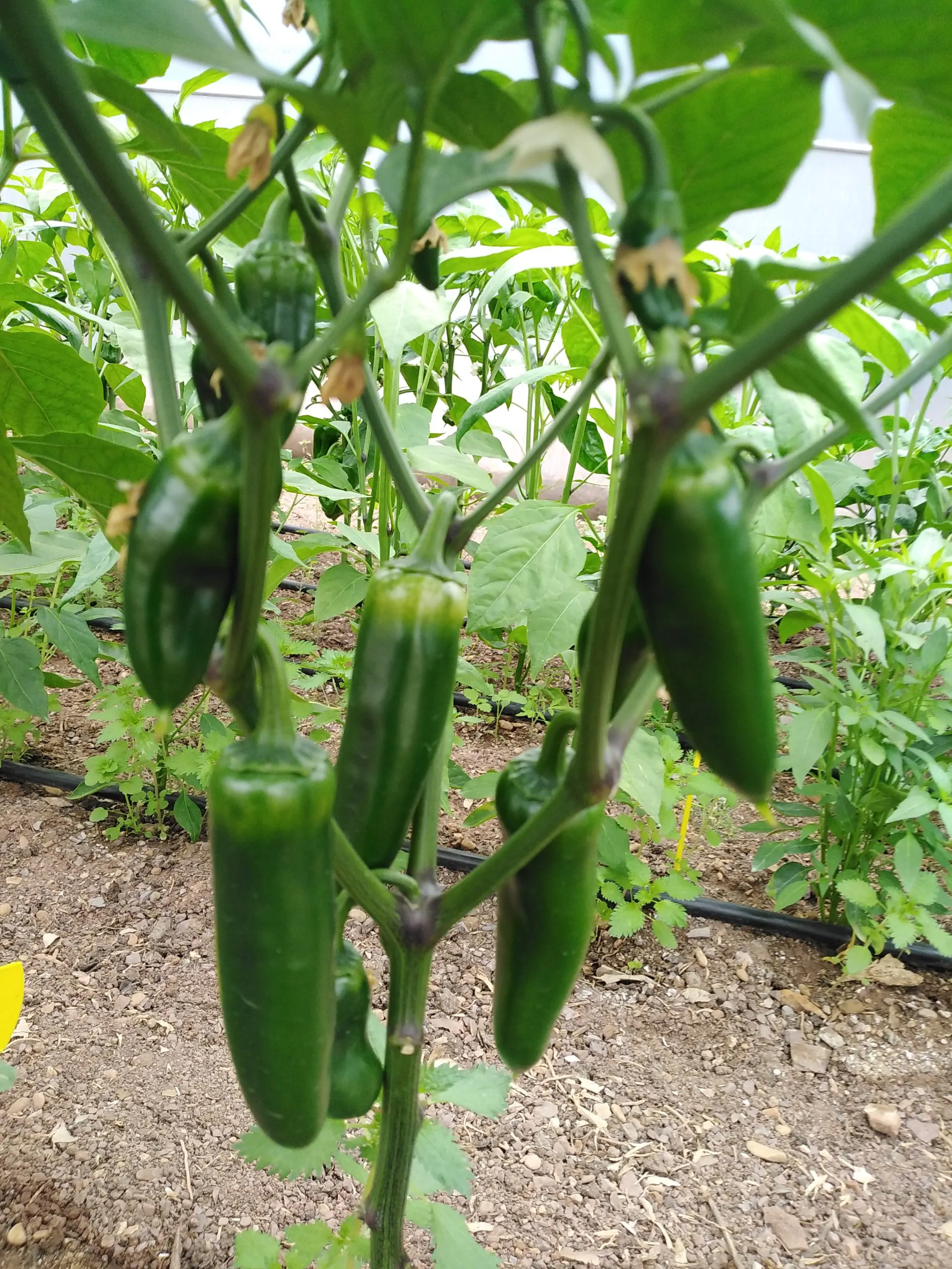 Mammoth Jalapeno - Image 8