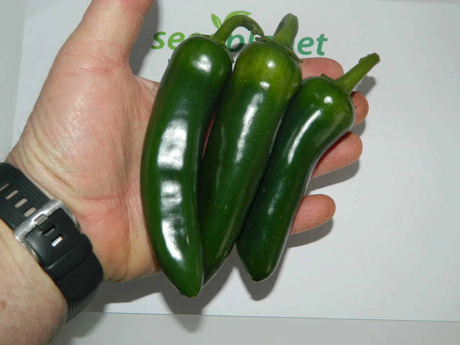 Mammoth Jalapeno - Image 6