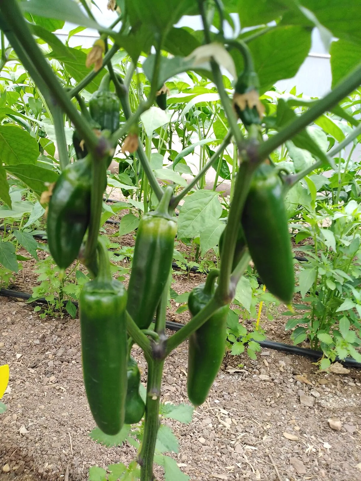 Mammoth Jalapeno - Image 3