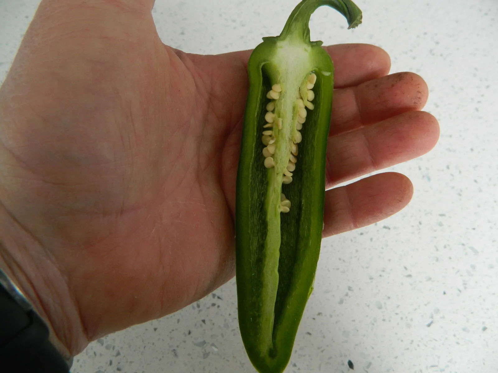 Mammoth Jalapeno - Image 4