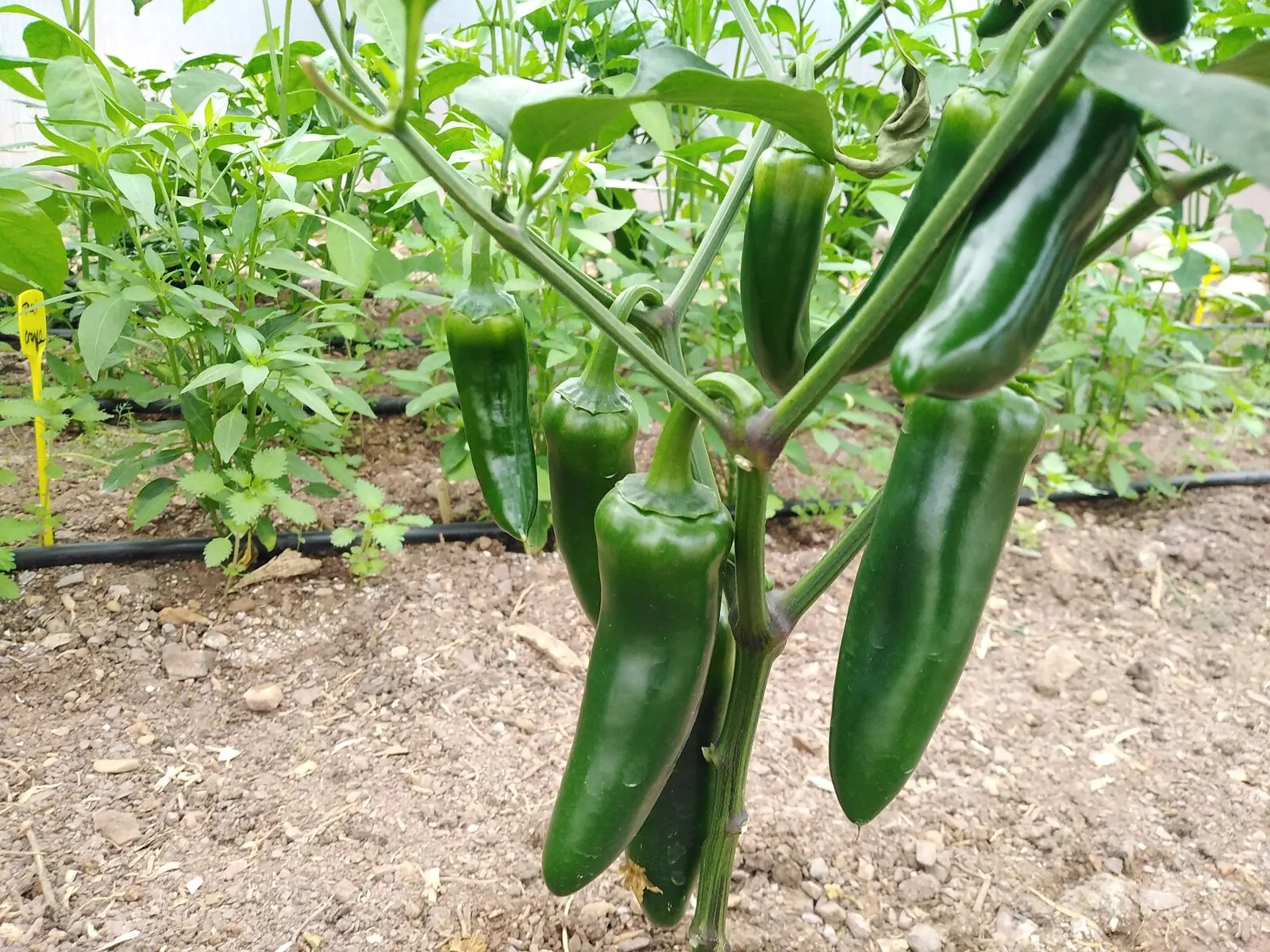 Mammoth Jalapeno - Image 5