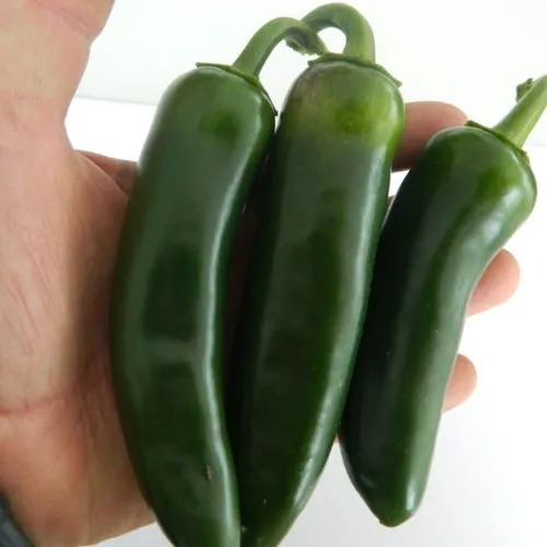 Mammoth Jalapeno