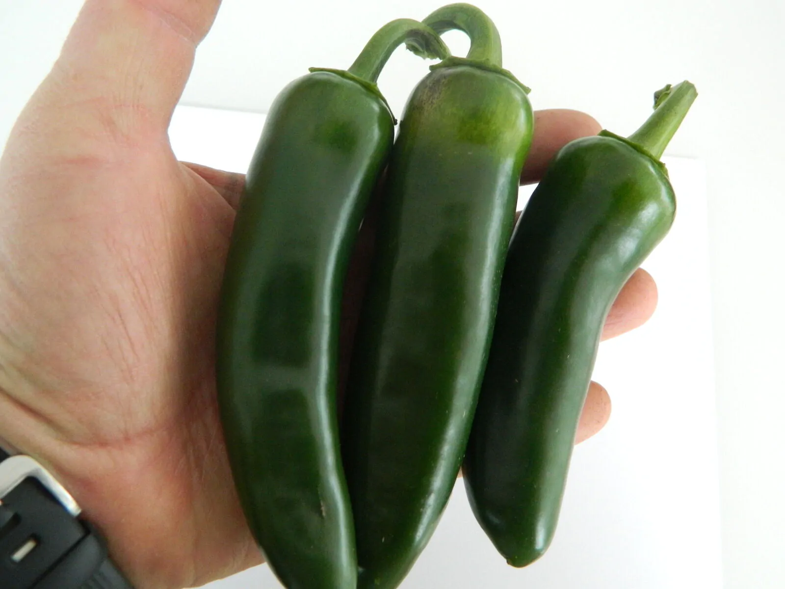 Mammoth Jalapeno