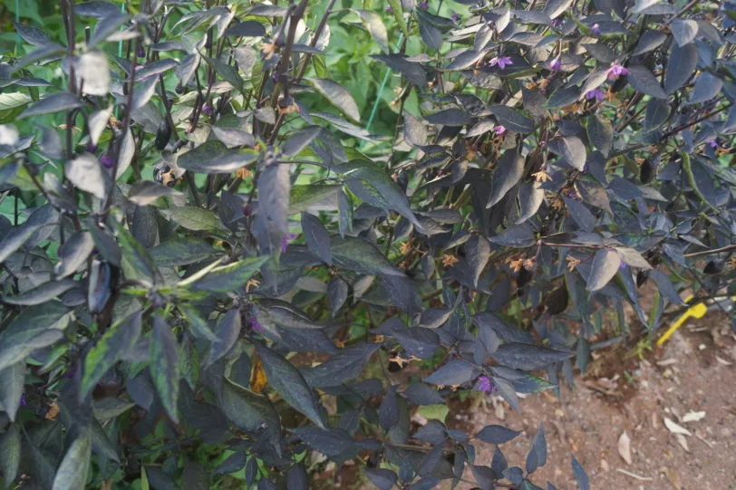 Count Dracula Chilli Seeds - Image 7