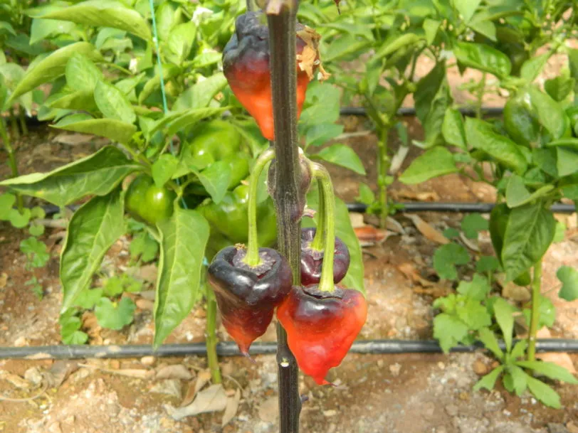 Purple UFO Chilli Seeds - Image 11
