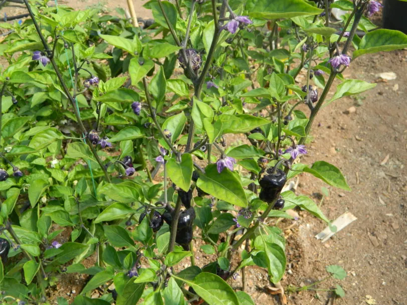 Purple UFO Chilli Seeds - Image 5