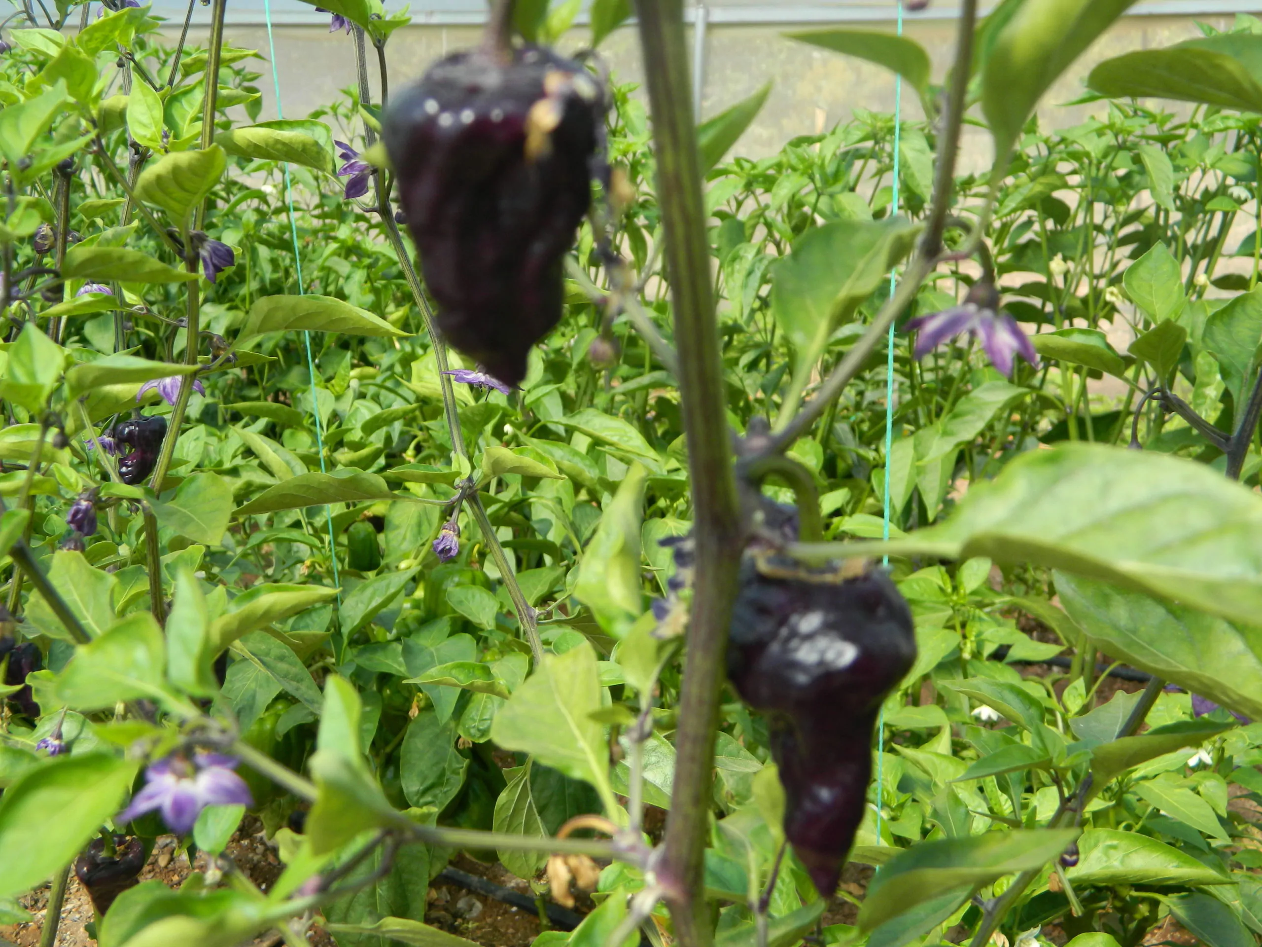 Purple UFO Chilli Seeds - Image 8