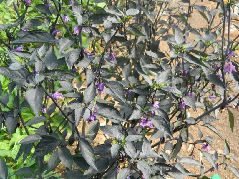 Count Dracula Chilli Seeds - Image 8
