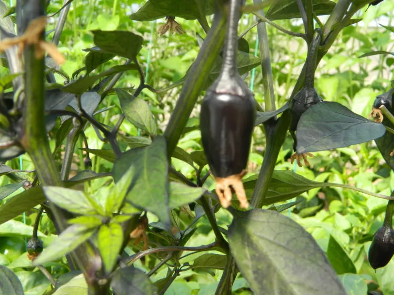 Count Dracula Chilli Seeds - Image 9
