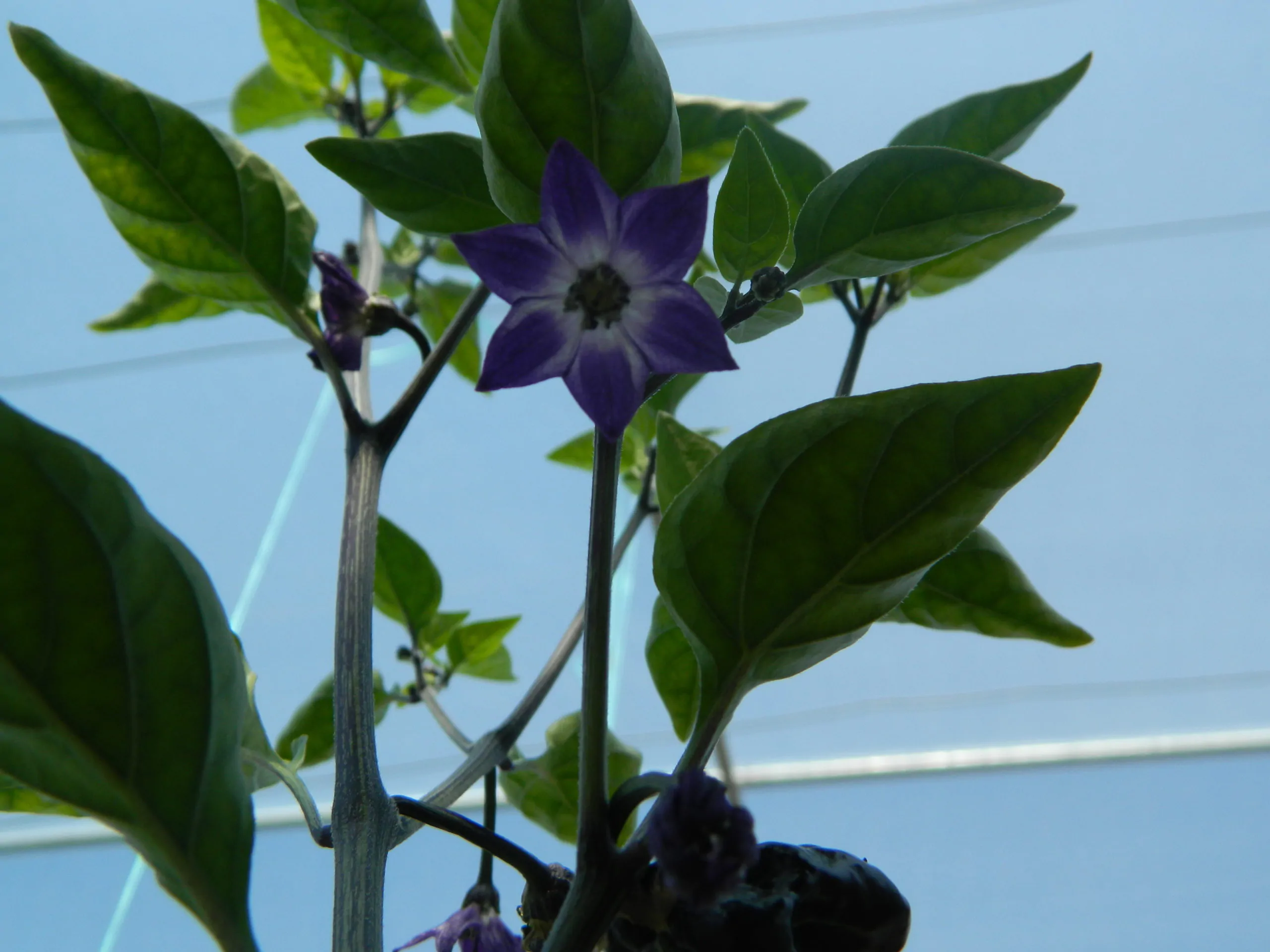 Purple UFO Chilli Seeds - Image 9