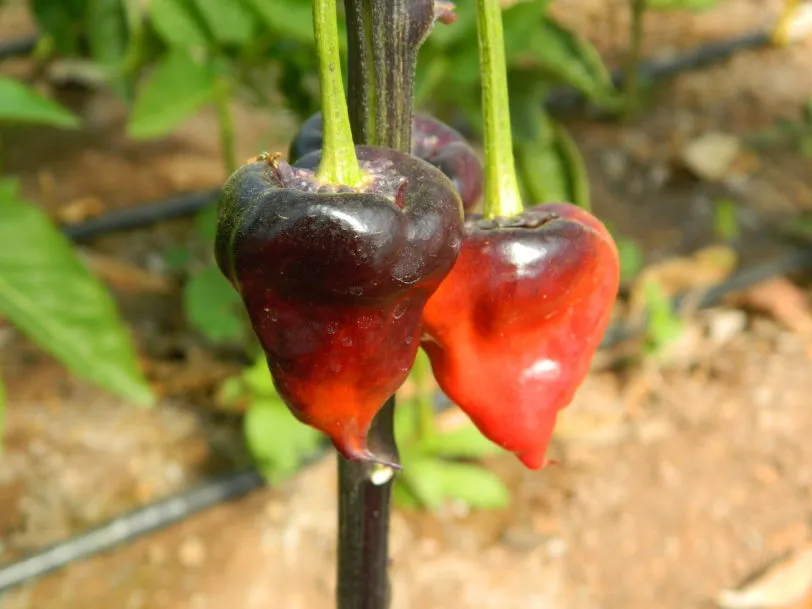 Purple UFO Chilli Seeds - Image 3