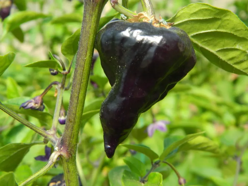 Purple UFO Chilli Seeds - Image 7