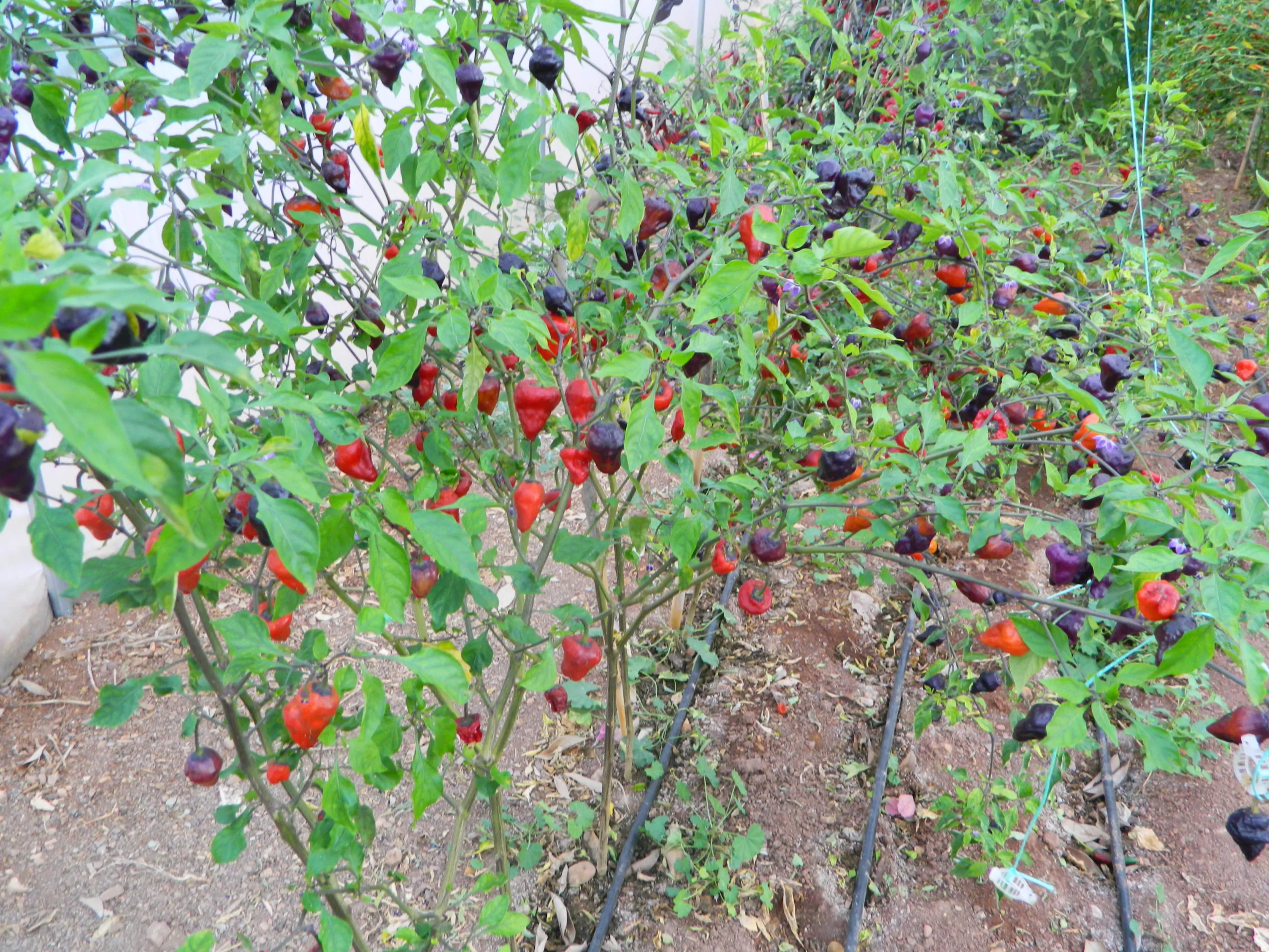 Purple UFO Chilli Seeds - Image 6