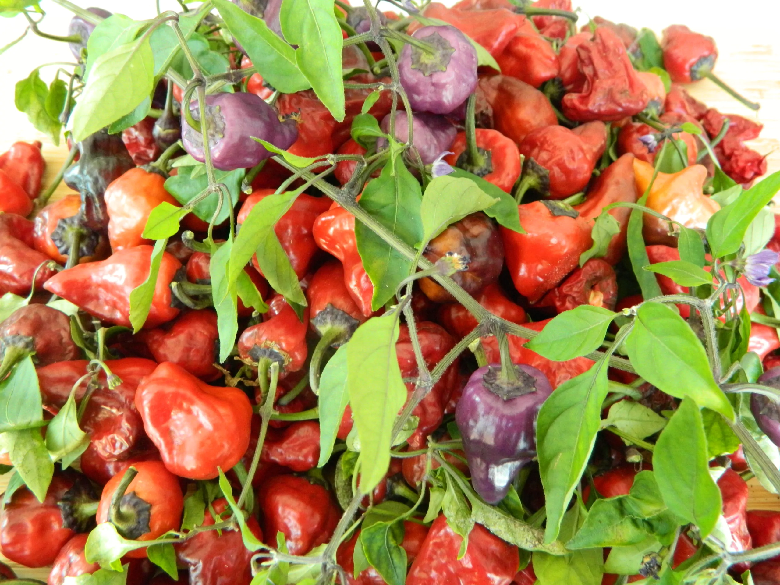 Purple UFO Chilli Seeds - Image 4