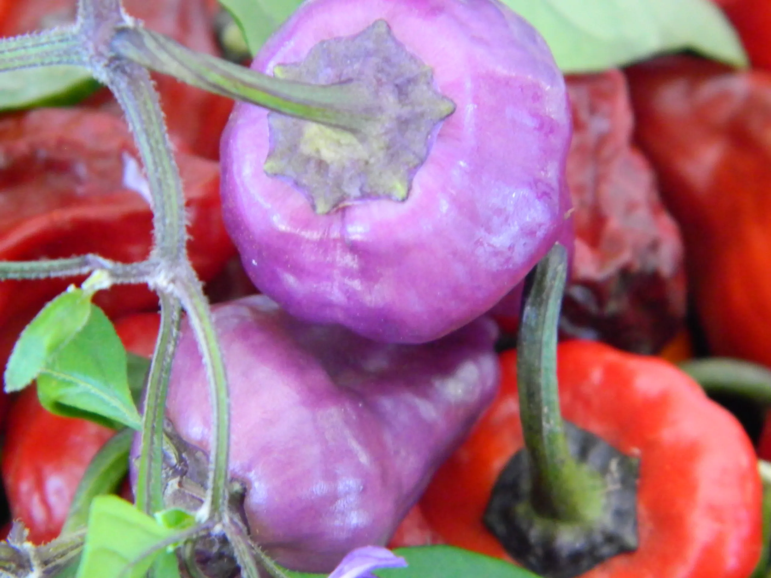 Purple UFO Chilli Seeds - Image 12