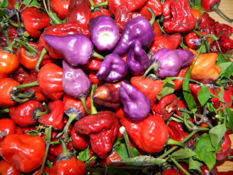 Purple UFO Chilli Seeds