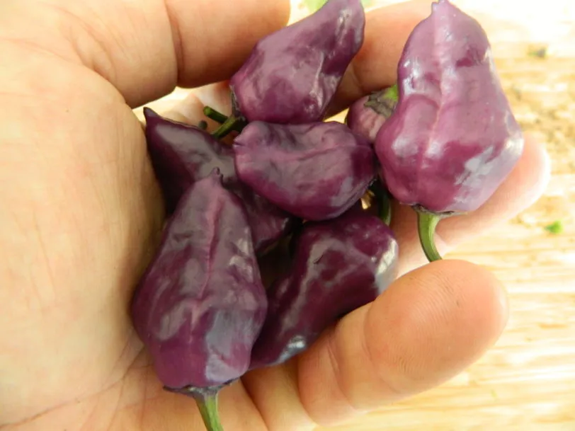 Purple UFO Chilli Seeds - Image 13