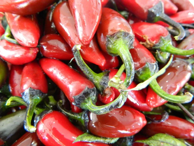 Count Dracula Chilli Seeds - Image 3