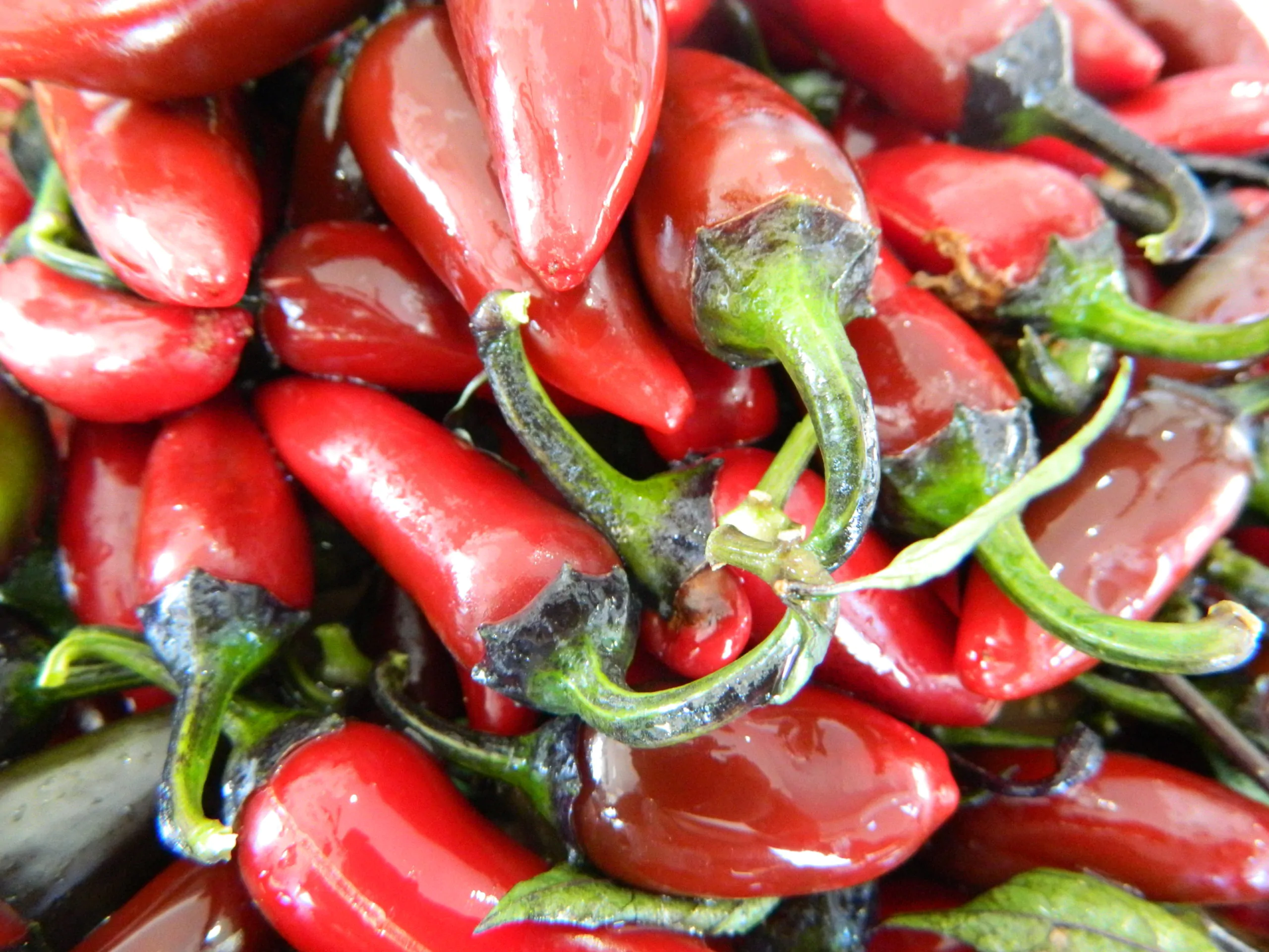 Count Dracula Chilli Seeds - Image 3