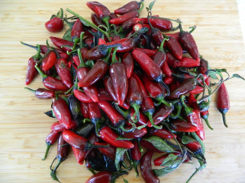 Count Dracula Chilli Seeds - Image 13