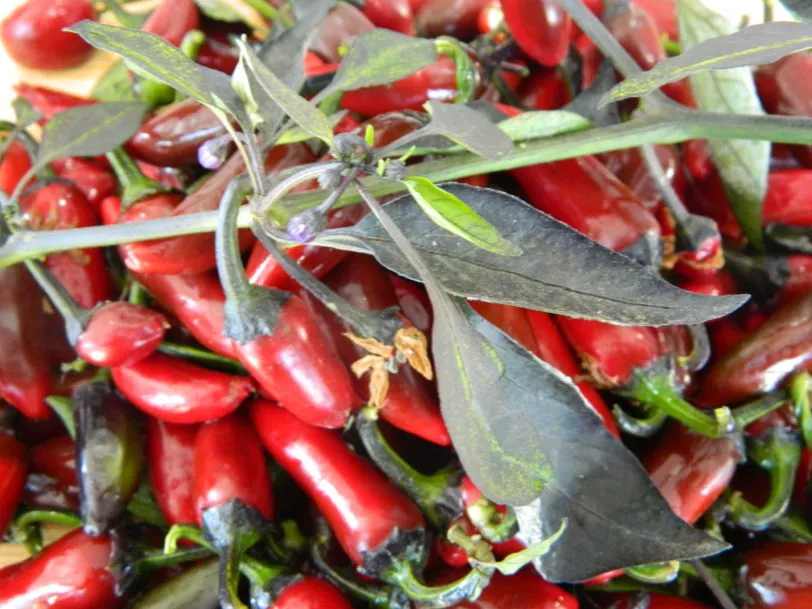 Count Dracula Chilli Seeds - Image 14