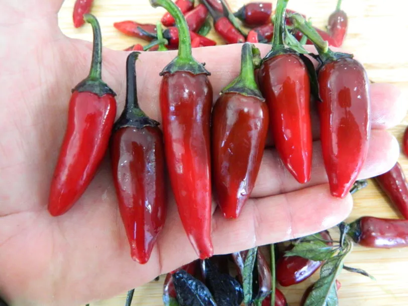 Count Dracula Chilli Seeds - Image 5
