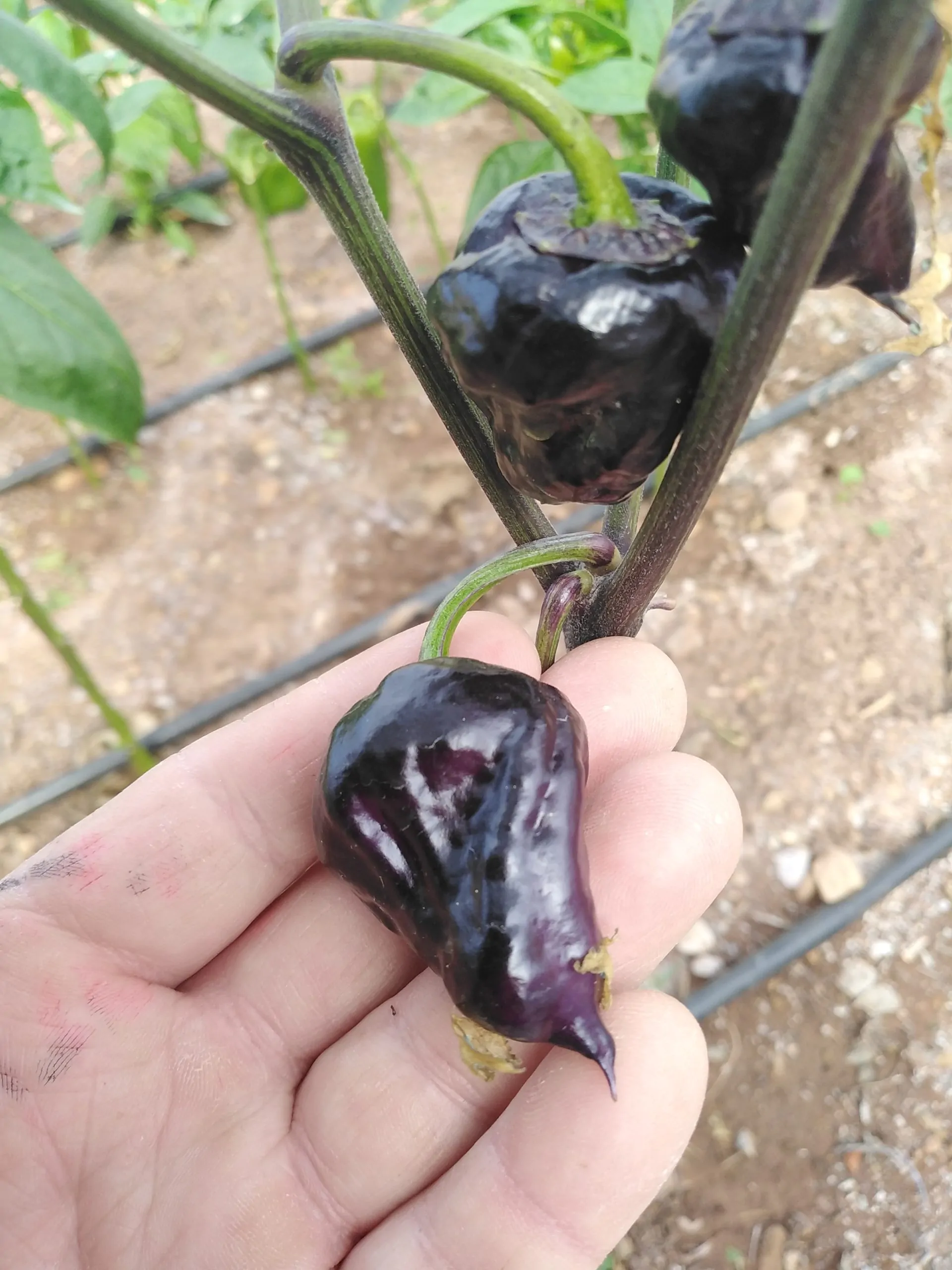 Purple UFO Chilli Seeds - Image 10