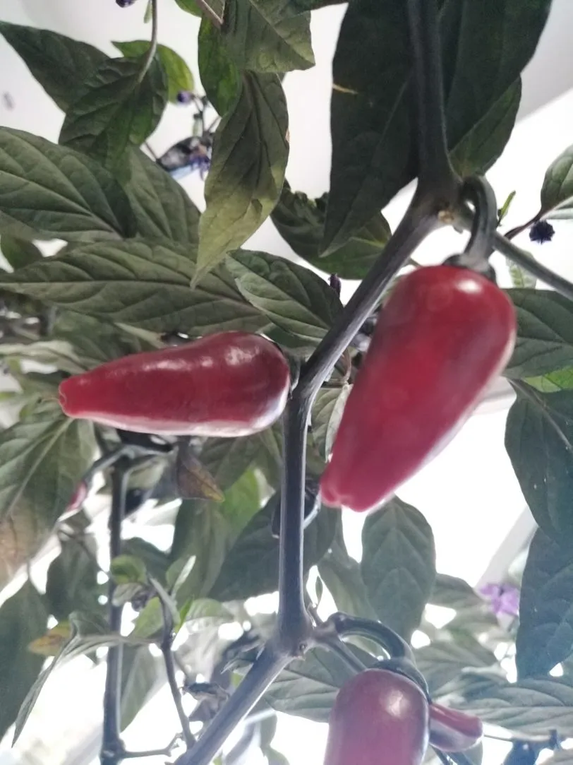 Count Dracula Chilli Seeds - Image 11