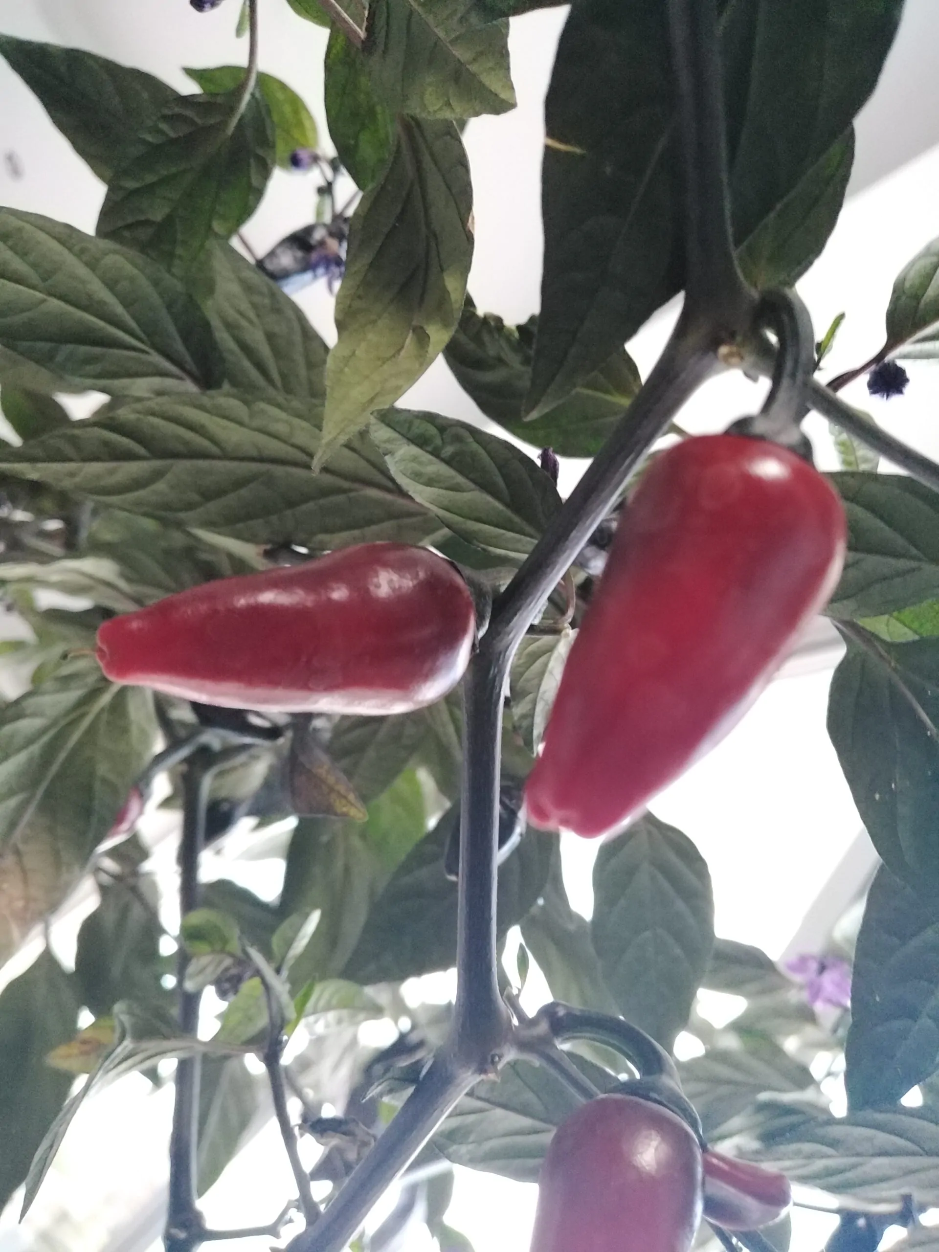 Count Dracula Chilli Seeds - Image 11