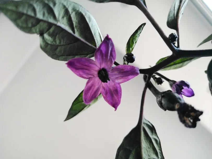 Count Dracula Chilli Seeds - Image 2