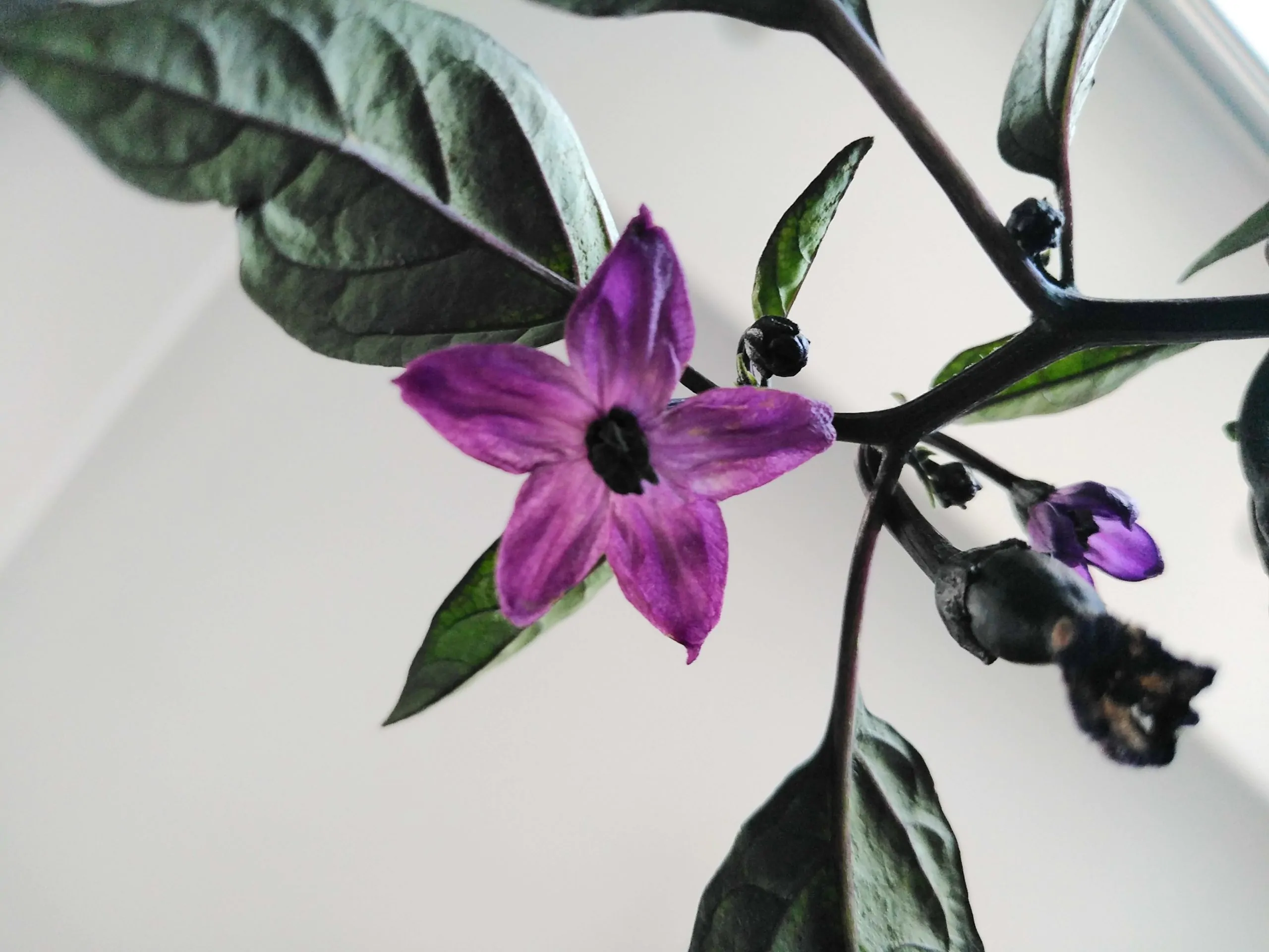 Count Dracula Chilli Seeds - Image 2