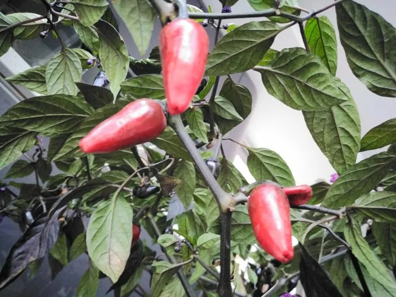 Count Dracula Chilli Seeds - Image 4