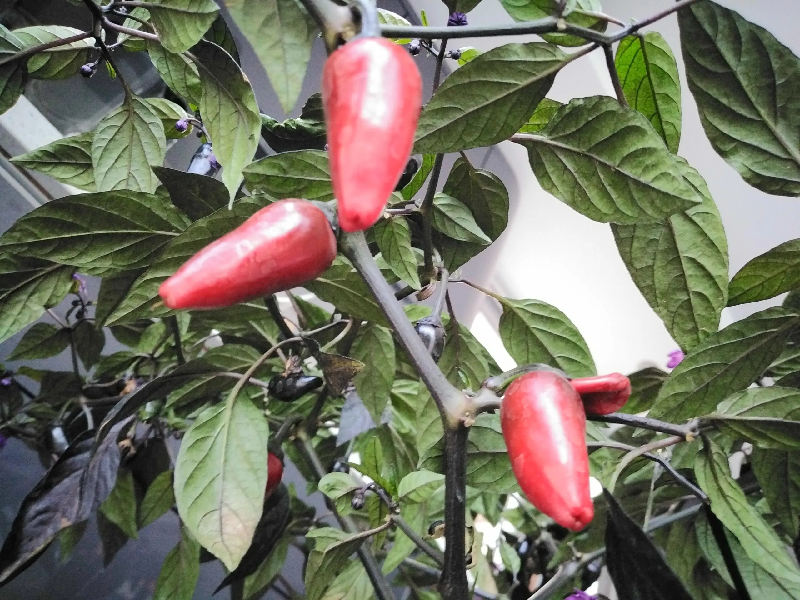 Count Dracula Chilli Seeds - Image 4