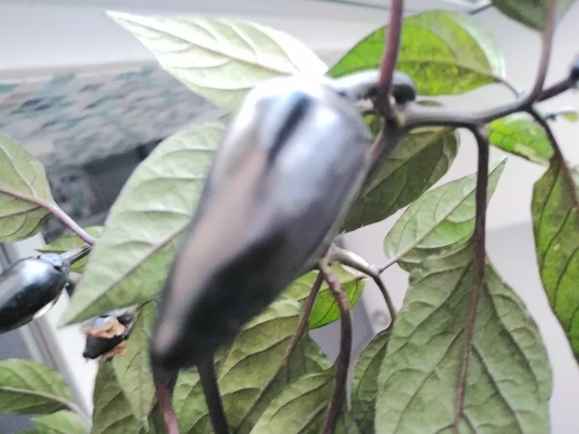 Count Dracula Chilli Seeds - Image 6