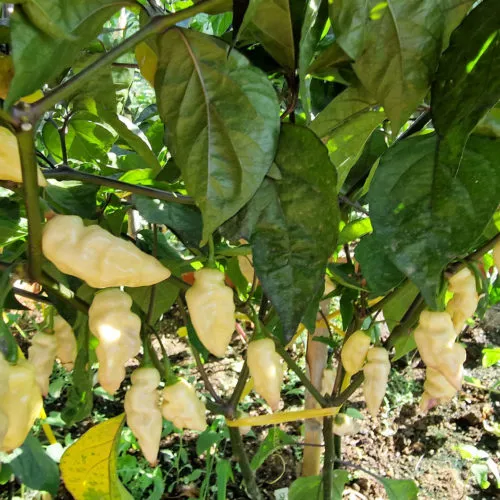 Bhut Jolokia Surprise Cream Chilli Seeds